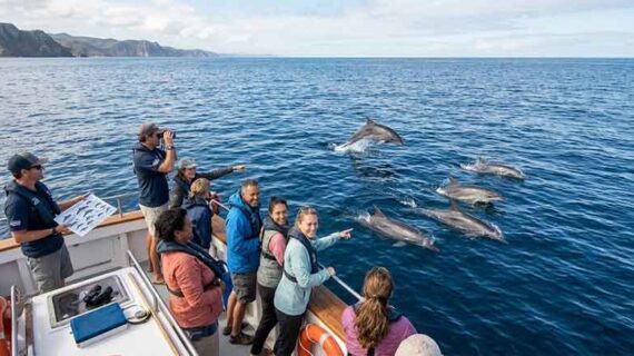 How to Choose the Right Dolphin Tour Operator